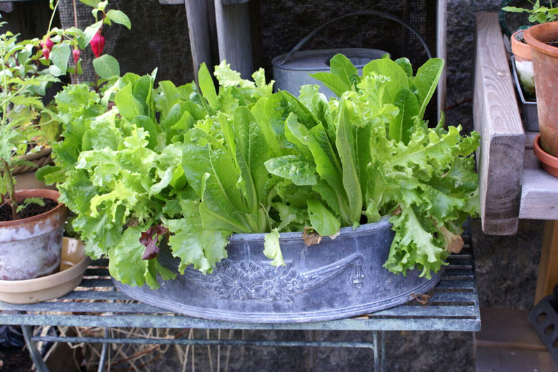 Sallad odlad i låg kruka med olika sorter - LL